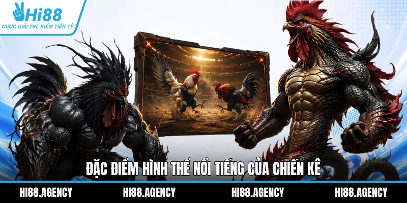 Đặc điểm hình thể nổi tiếng của chiến kê