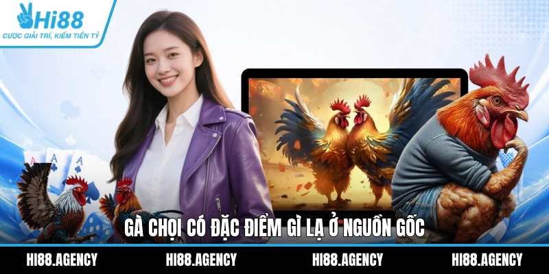 Gà chọi có đặc điểm gì lạ ở nguồn gốc