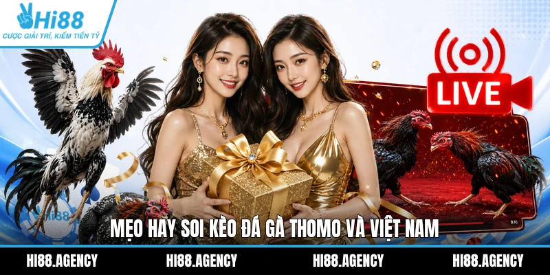 Mẹo hay soi kèo đá gà Thomo và Việt Nam